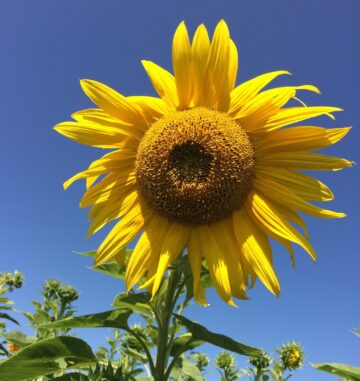 Sunflower with blue sky